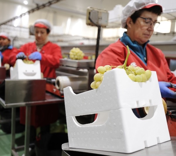 Poliestireno expandido: el aliado definitivo para prolongar la vida útil de los productos frescos