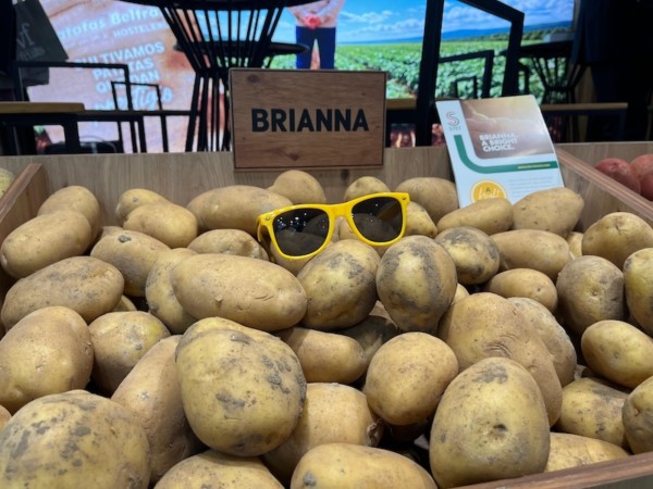 Variedad de patata Brianna, de Patatas Beltrán