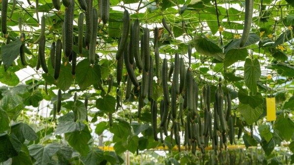Precocidad, producción y sanidad vegetal, así es Jarama de Capgen Seeds
