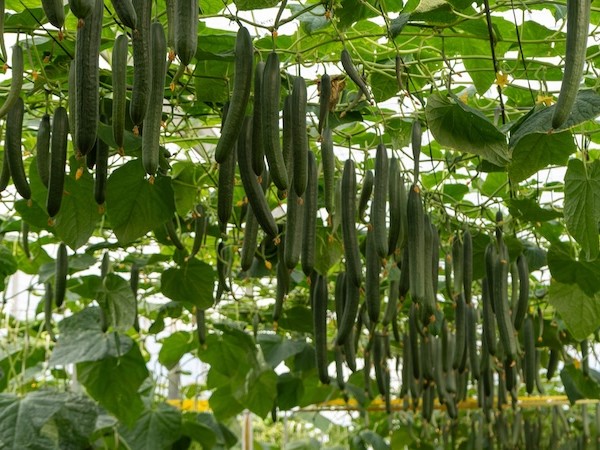 Precocidad, producción y sanidad vegetal, así es Jarama de Capgen Seeds