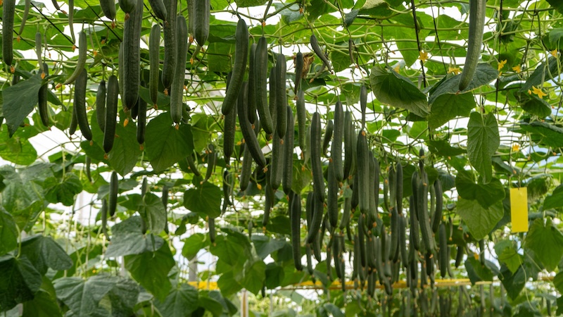 Precocidad, producción y sanidad vegetal, así es Jarama de Capgen Seeds
