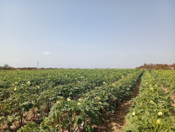 Cultivo de okra de Naturinda