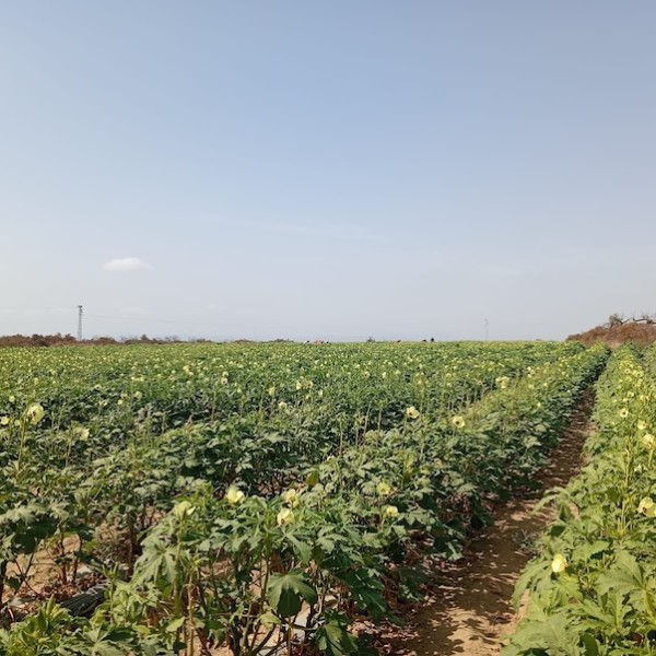 Cultivo de okra de Naturinda