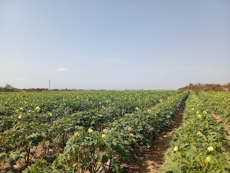 Cultivo de okra de Naturinda