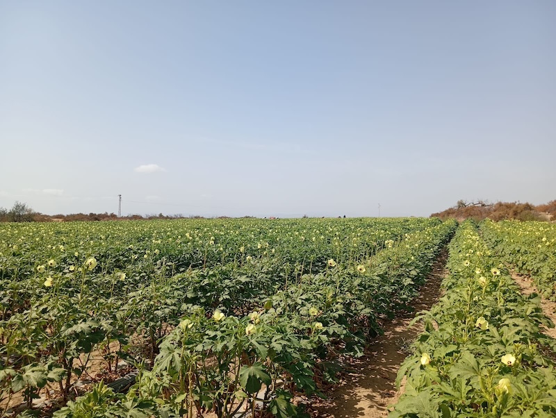 Cultivo de okra de Naturinda