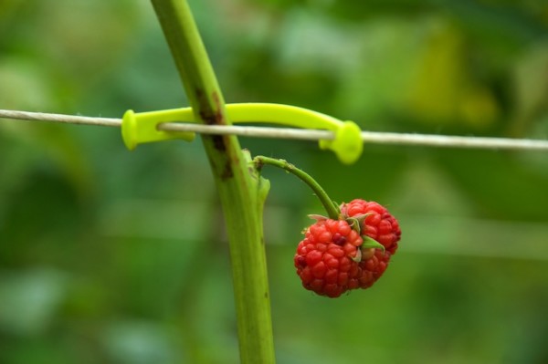 Zeropack impulsa una agricultura sin microplásticos
