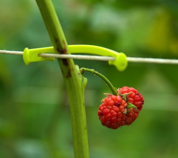 Zeropack impulsa una agricultura sin microplásticos