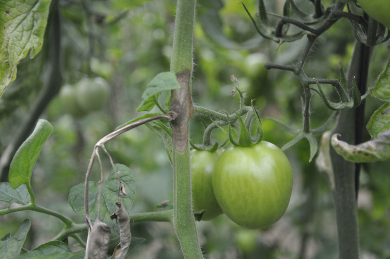 Certis Belchim da las claves para el control de botrytis en tomate