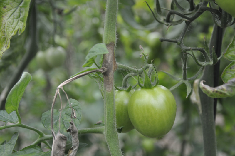 Certis Belchim da las claves para el control de botrytis en tomate