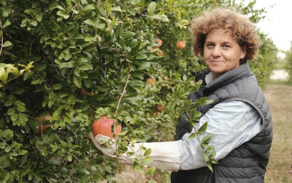 La DOP de la Granada Mollar de Elche ha estrenado ‘Lo Mollar. El origen de lo importante’, una nueva campaña de promoción