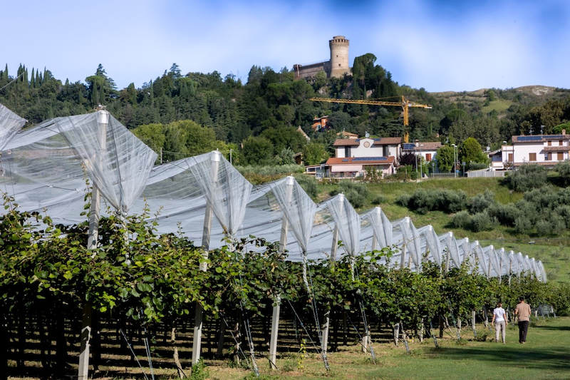 Zespri™ prevé una temporada en el hemisferio norte de 99.000 toneladas